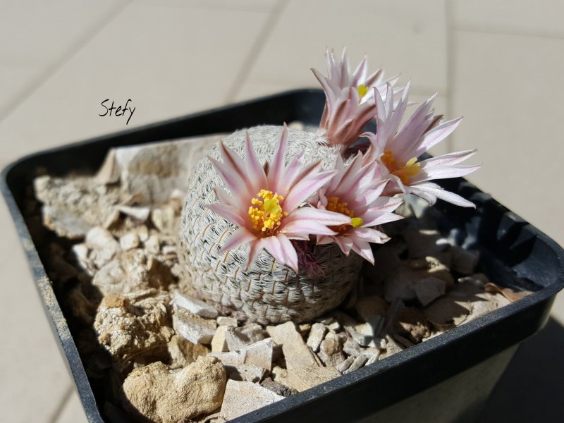 Mammillaria pectinifera 