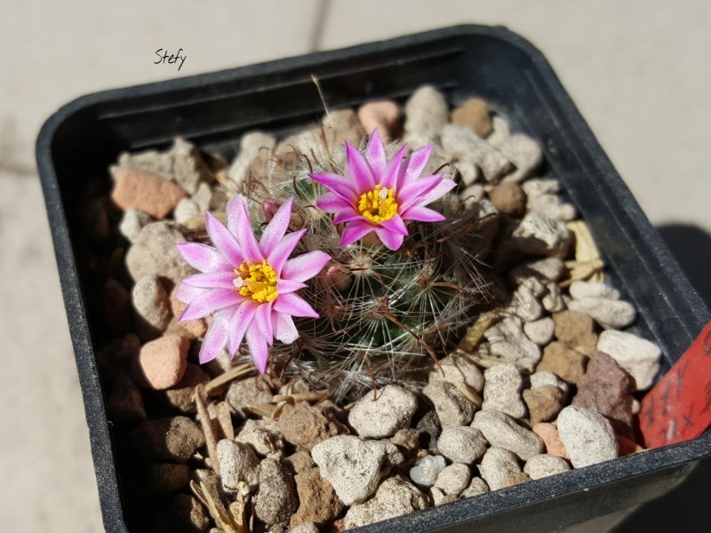 Mammillaria tepexicensis FO177