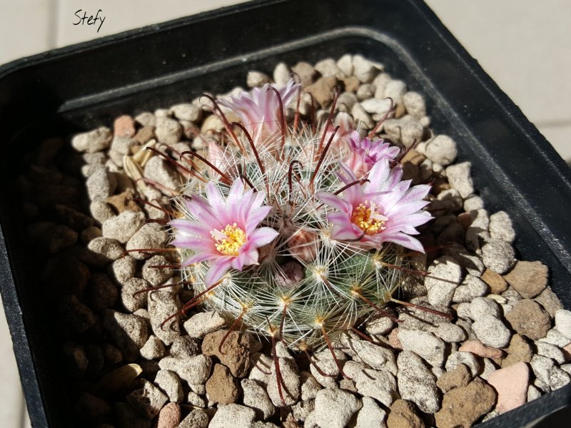 mammillaria jaliscana