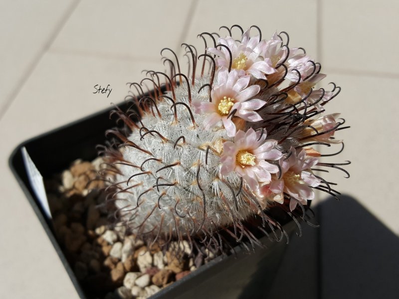 Mammillaria perezdelarosae 