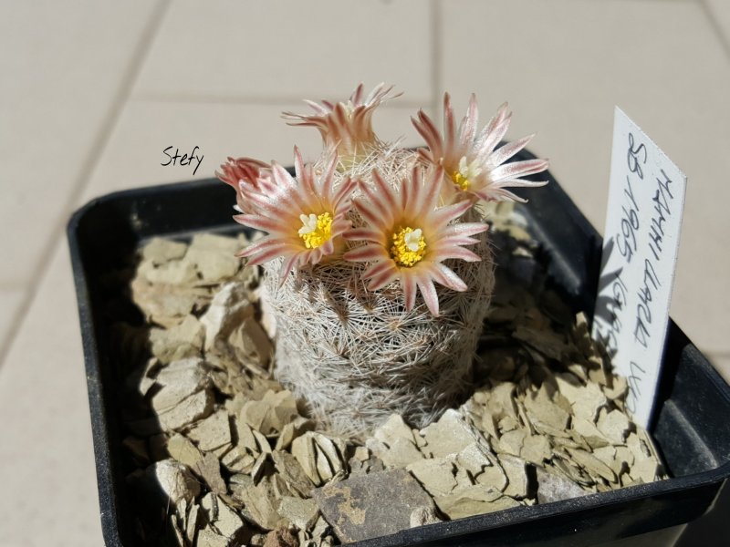 Mammillaria wohlschlageri SB1965