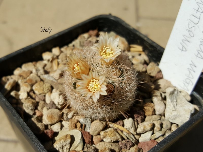 mammillaria magallanii v. hamatispina