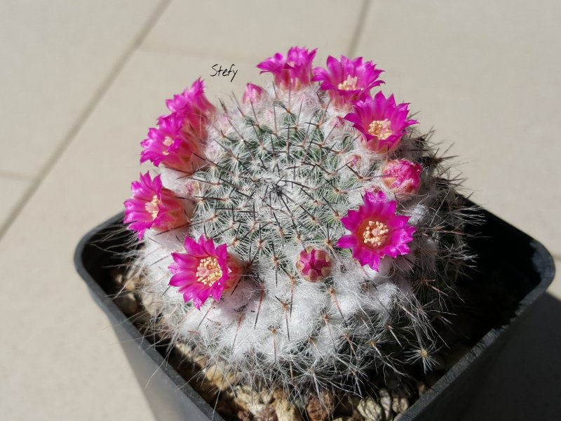 Mammillaria hahniana ssp. woodsii 