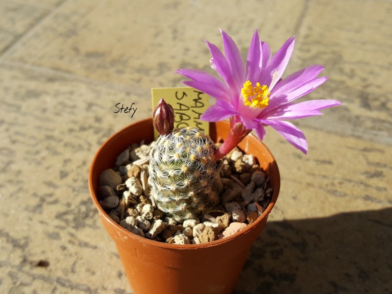 Mammillaria saboae ssp. haudeana 