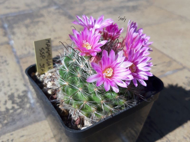 Mammillaria longiflora ssp. stampferi 