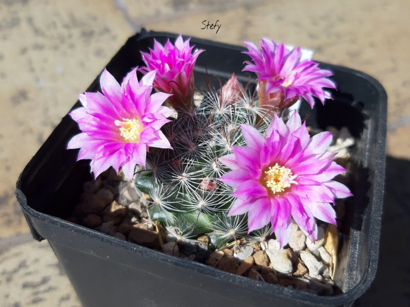 Mammillaria longiflora ssp. stampferi 