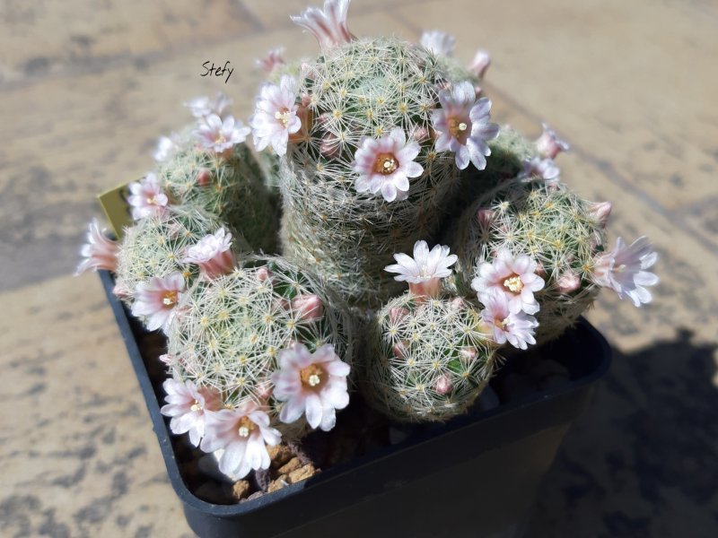 Mammillaria schiedeana ssp. giselae 