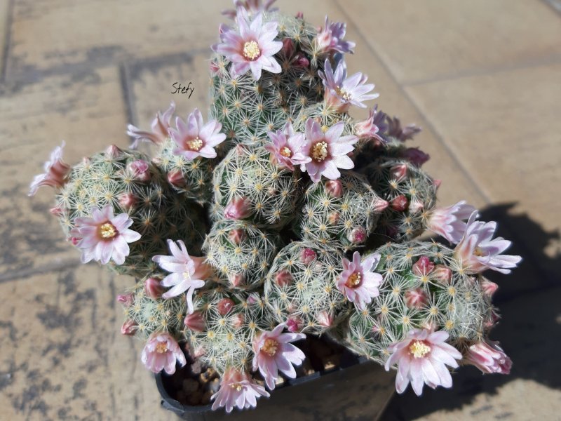 Mammillaria schiedeana ssp. giselae 