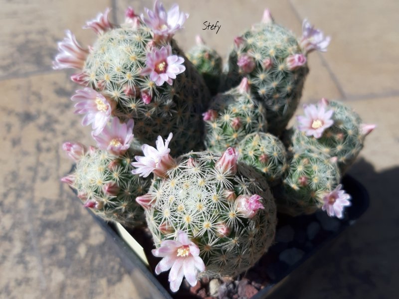 Mammillaria schiedeana ssp. giselae 