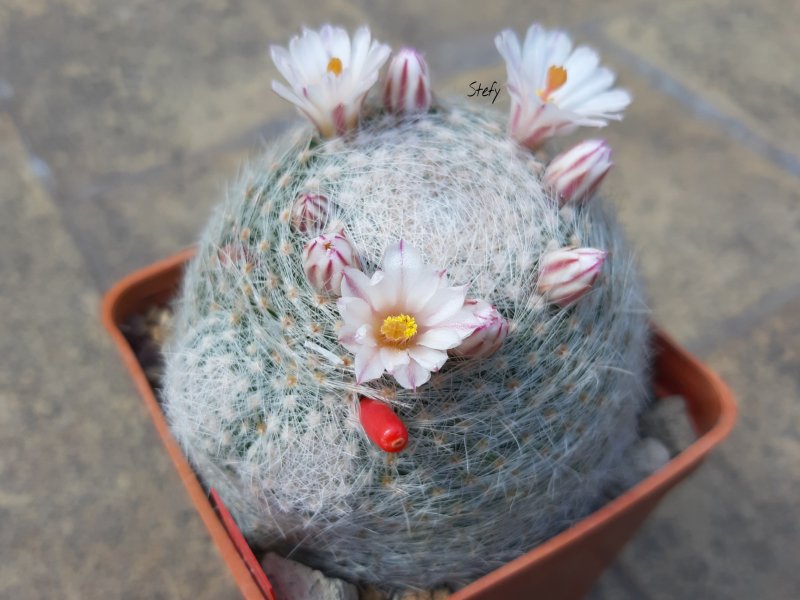 Mammillaria lenta 