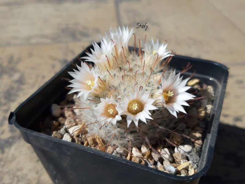 Mammillaria pennispinosa 