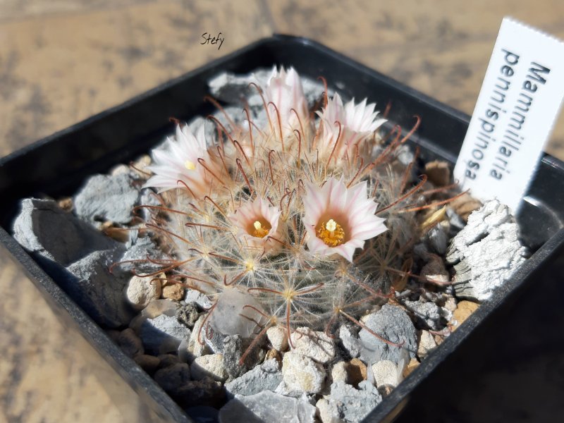 Mammillaria pennispinosa 