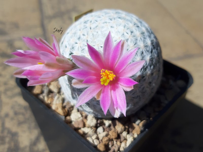 Mammillaria herrerae 