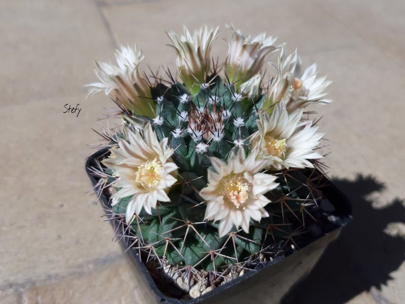 Mammillaria heyderi 