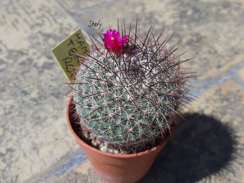 Mammillaria temorisensis 