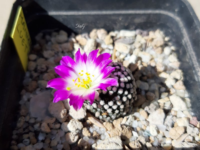 Mammillaria luethyi 