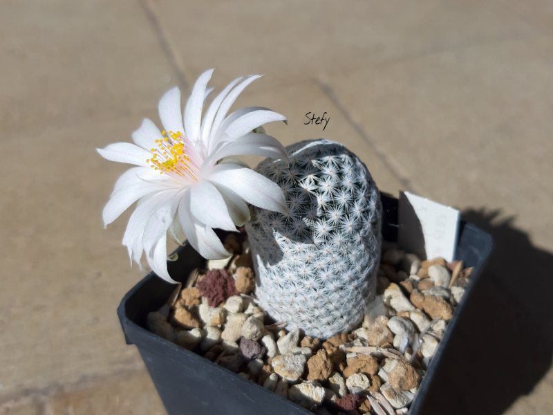 Mammillaria albiflora 