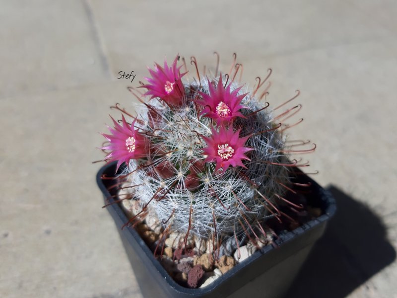 Mammillaria erythrosperma 