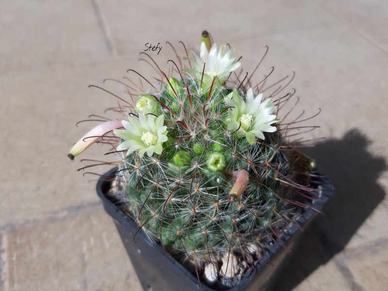 Mammillaria kunzeana 