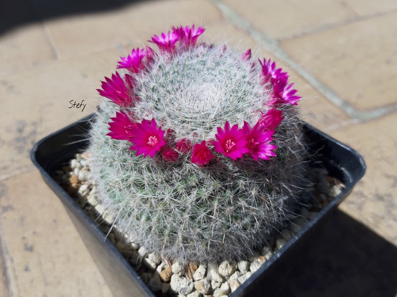 Mammillaria hahniana 