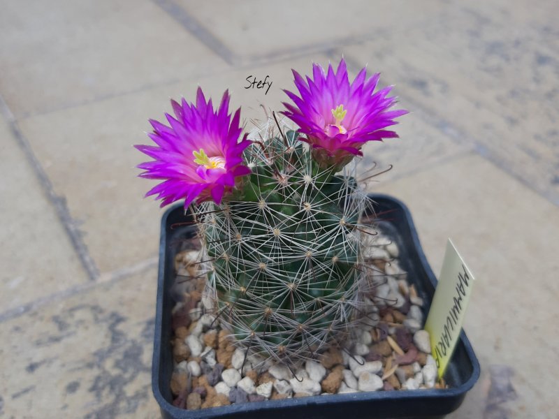 Mammillaria wrightii 