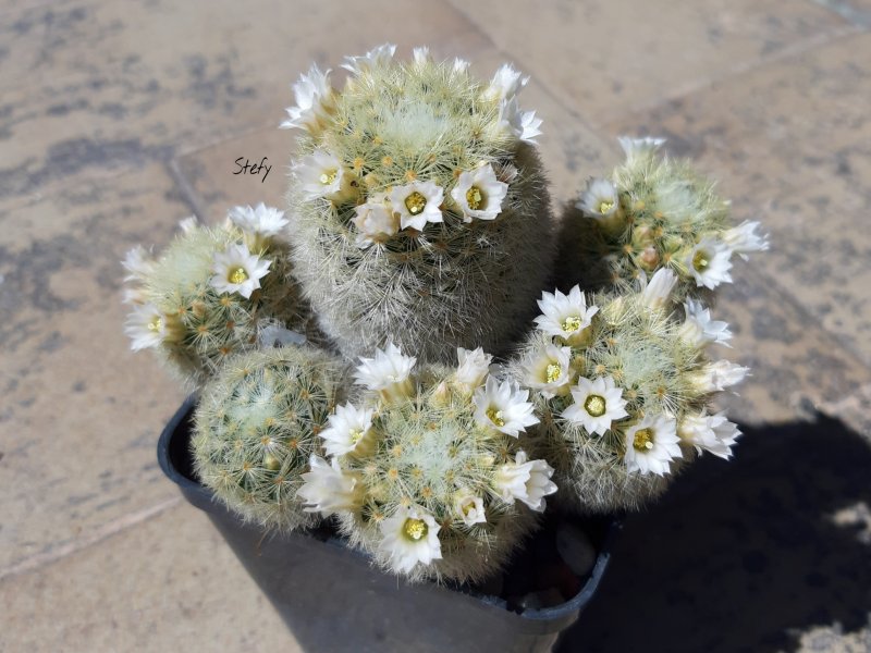 Mammillaria carmenae 