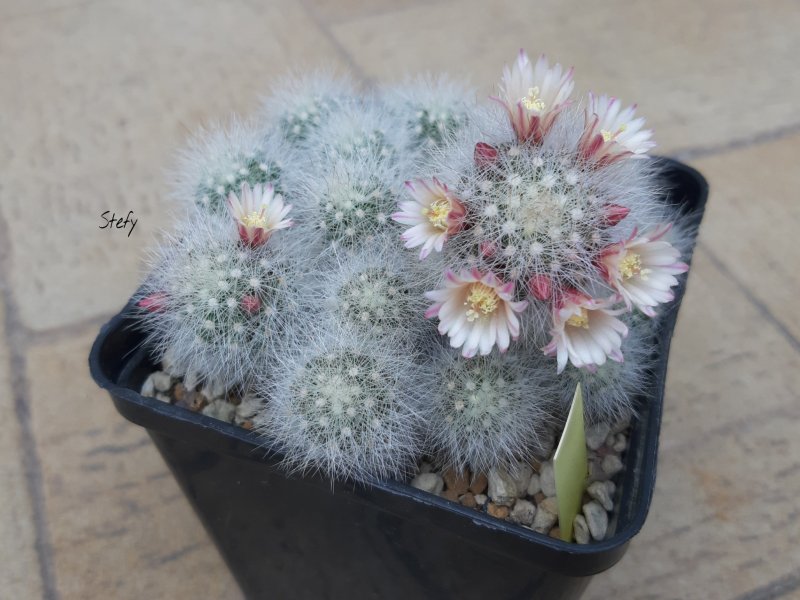 Mammillaria schwarzii 