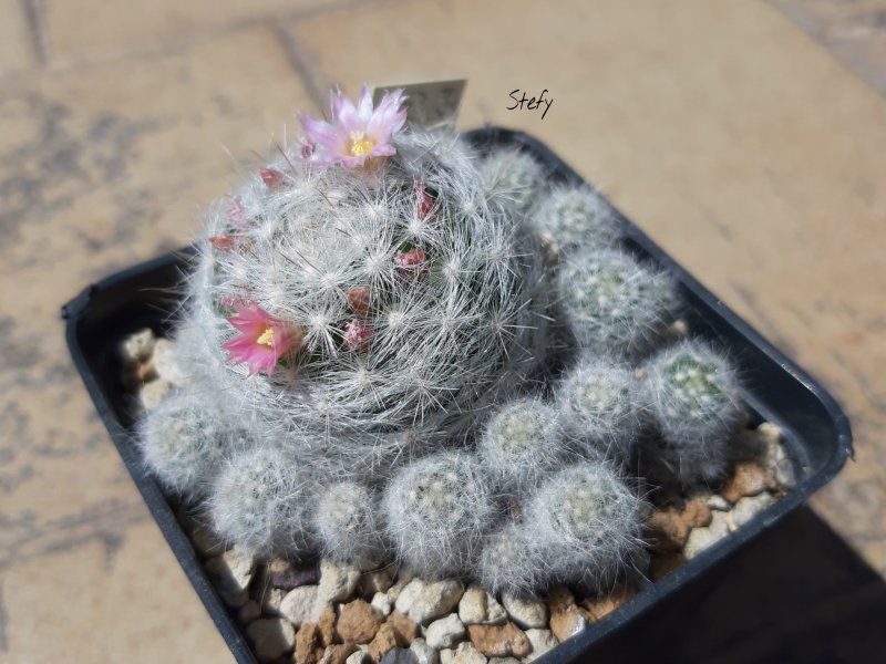 Mammillaria glassii L1537