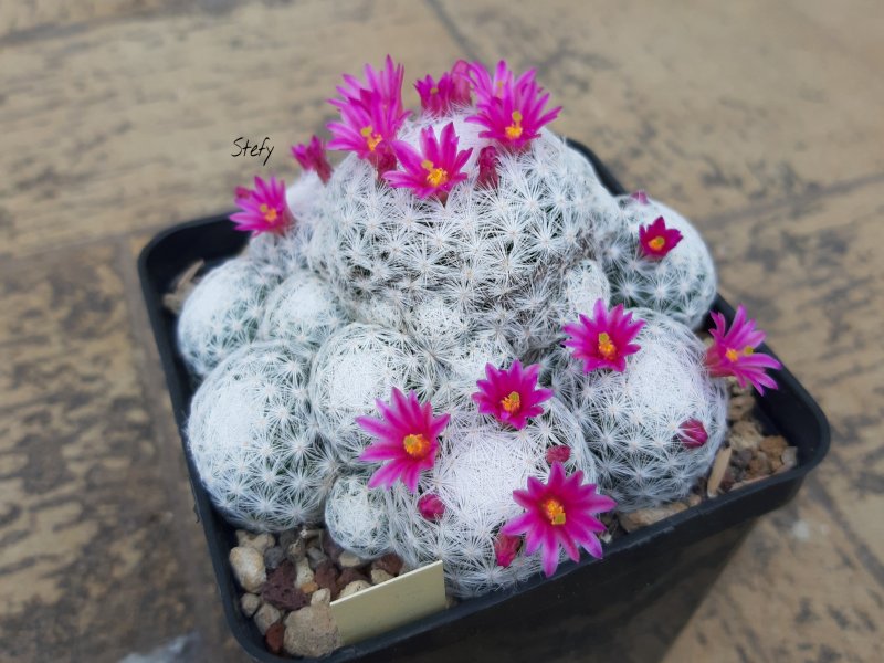 Mammillaria humboldtii 