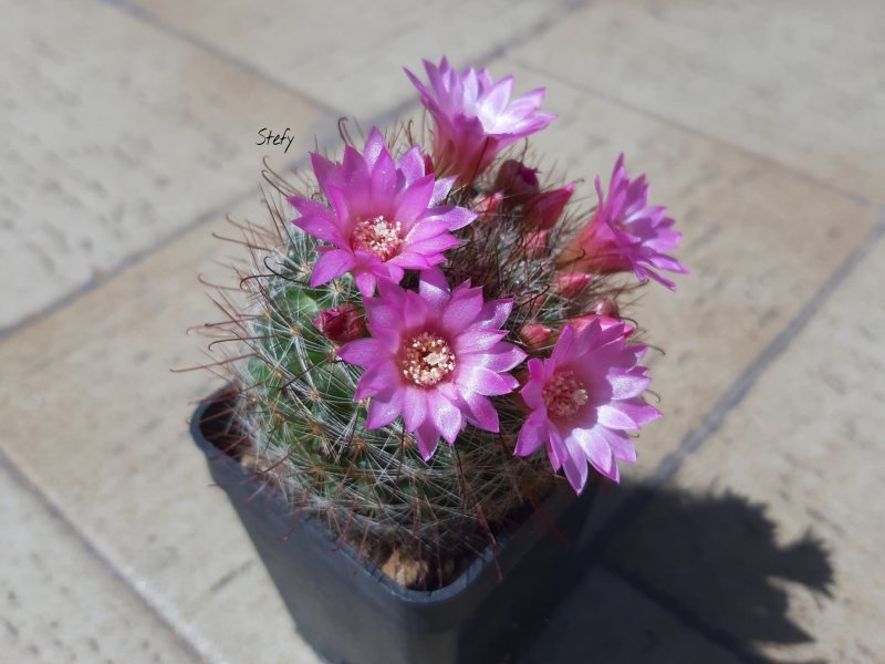 Mammillaria zeilmanniana 