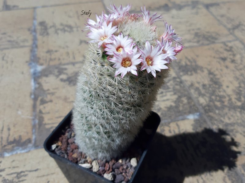 Mammillaria carmenae 