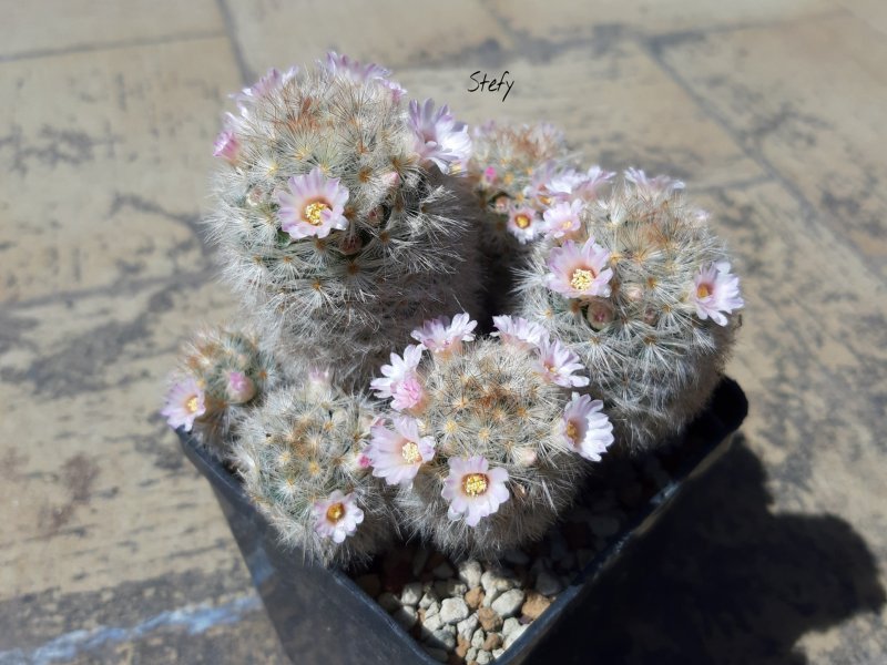 Mammillaria carmenae 