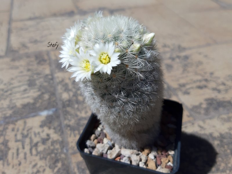 Mammillaria carmenae 