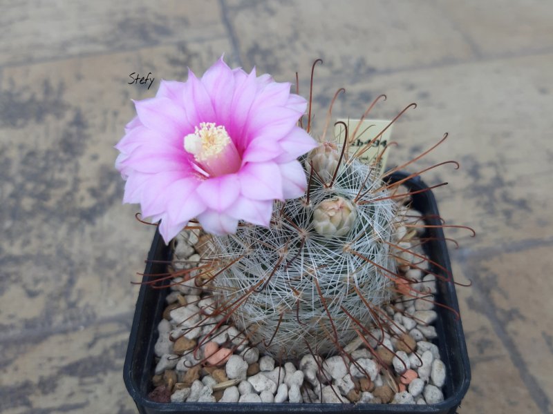 Mammillaria longiflora SB 494