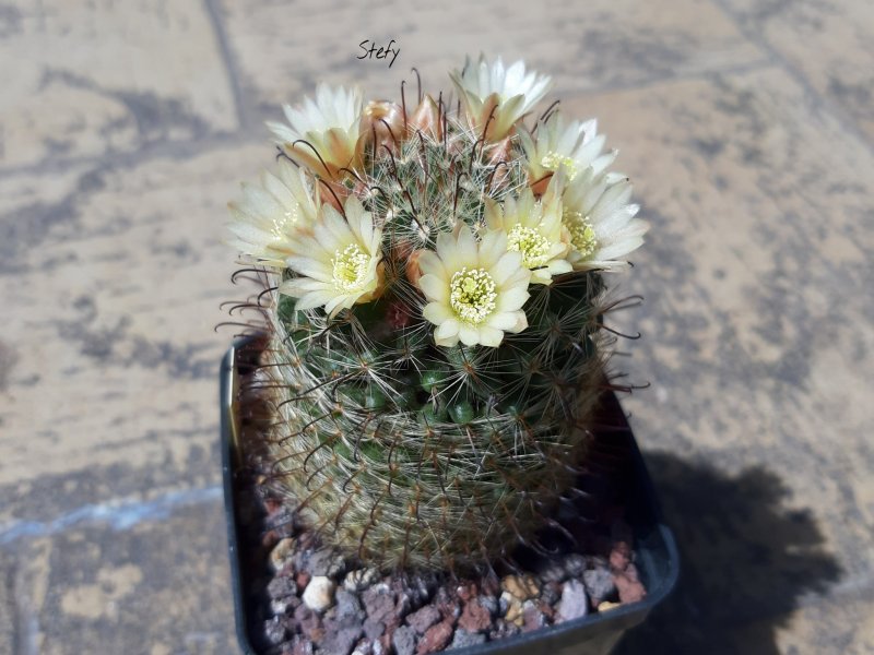 Mammillaria nana 