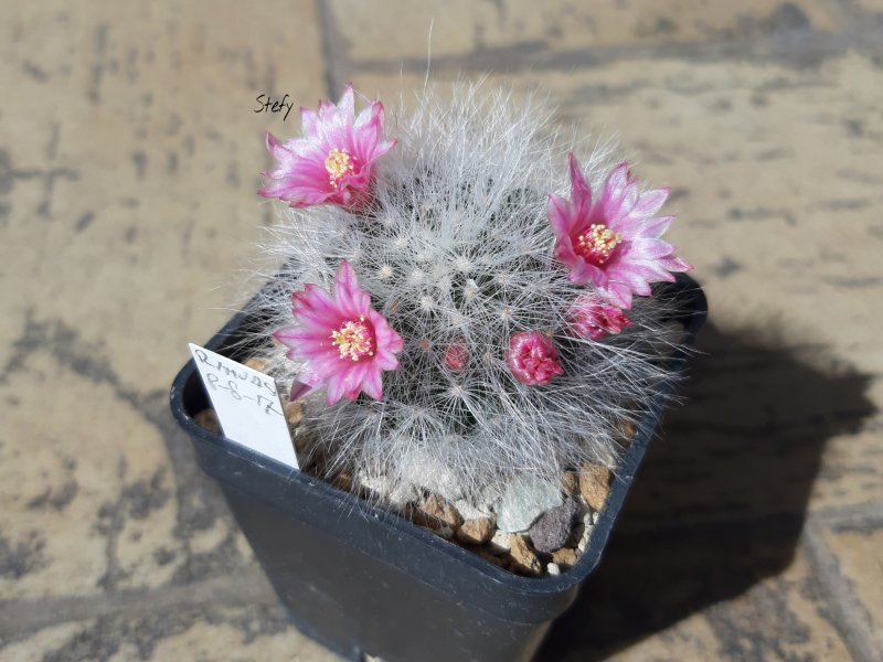 mammillaria glassii x zeilmanniana