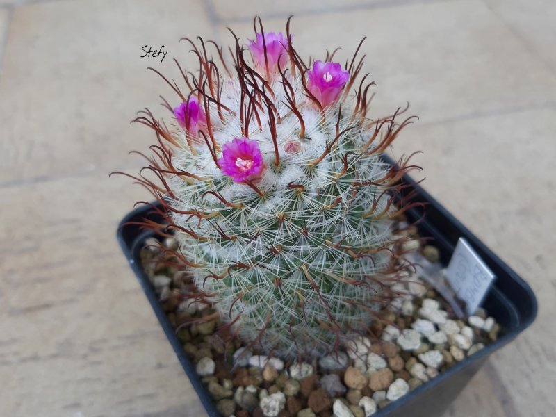 Mammillaria bombycina cv. split spines 