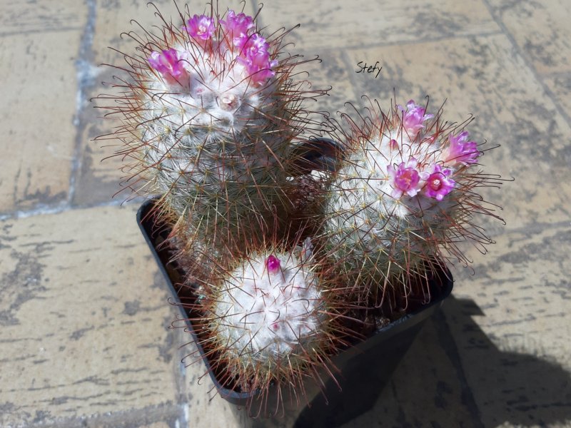 Mammillaria bombycina 