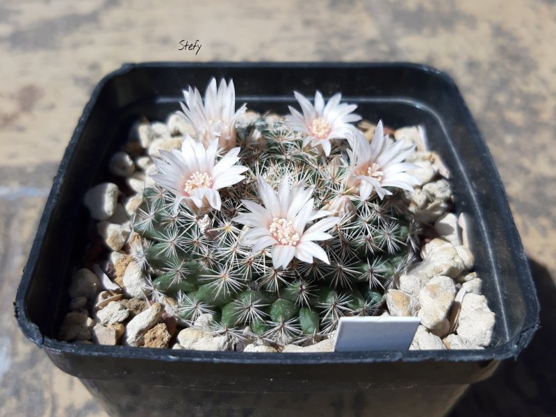 Mammillaria microthele 