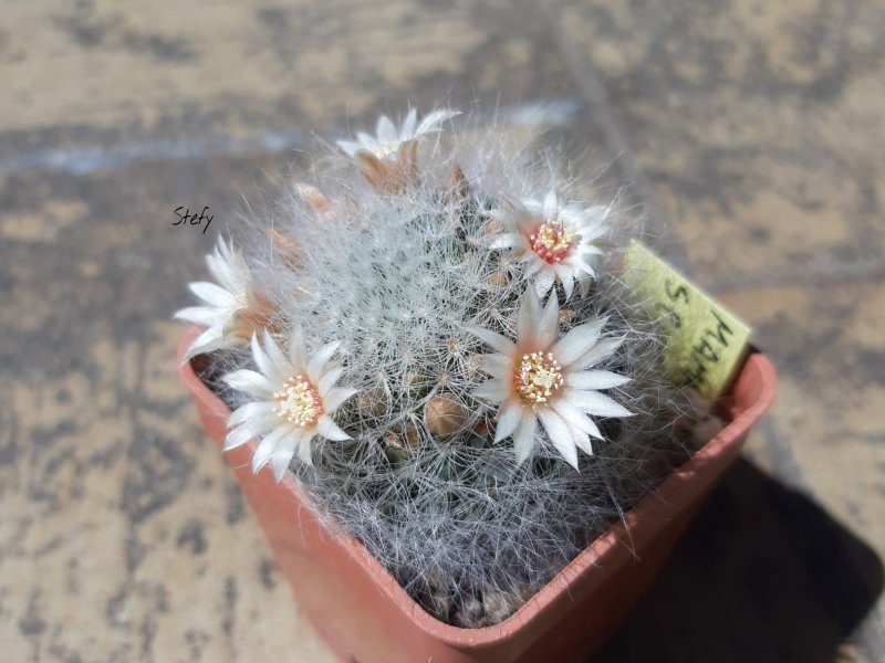 Mammillaria scheinvariana 