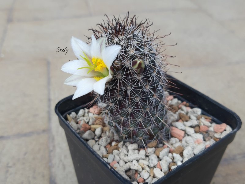 Mammillaria angelensis 