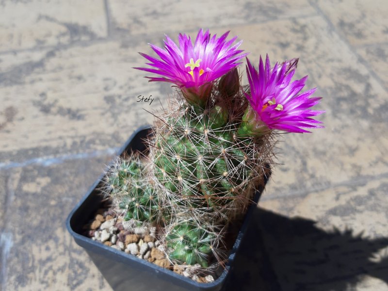 Mammillaria wrightii 