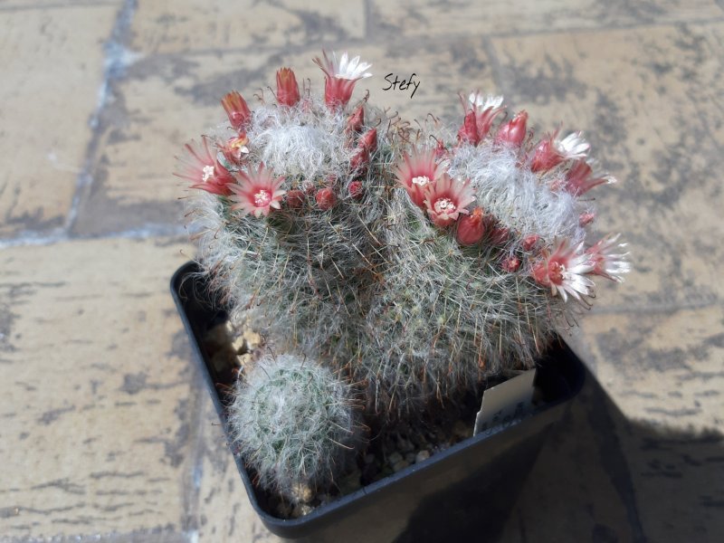 Mammillaria bocasana 