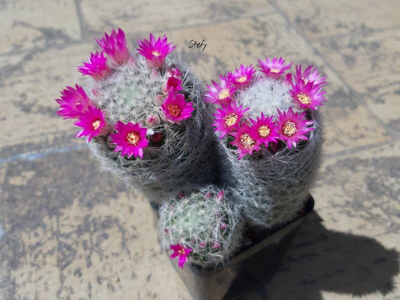 Mammillaria laui 