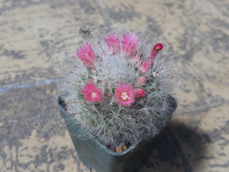 Mammillaria bocasana 