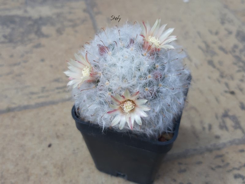 Mammillaria bocasana v. multilanata 