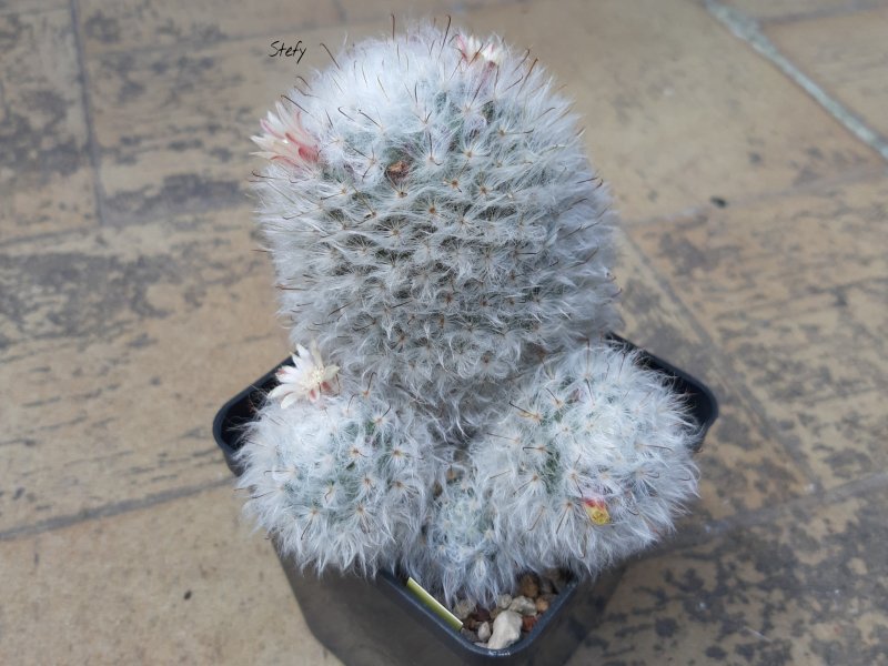 Mammillaria bocasana v. multilanata 