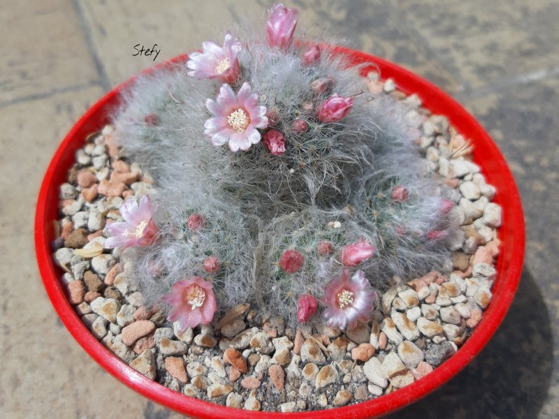 Mammillaria bocasana 