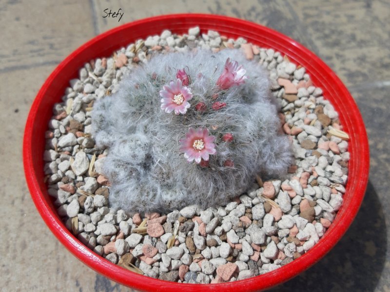 Mammillaria bocasana f. cristata 