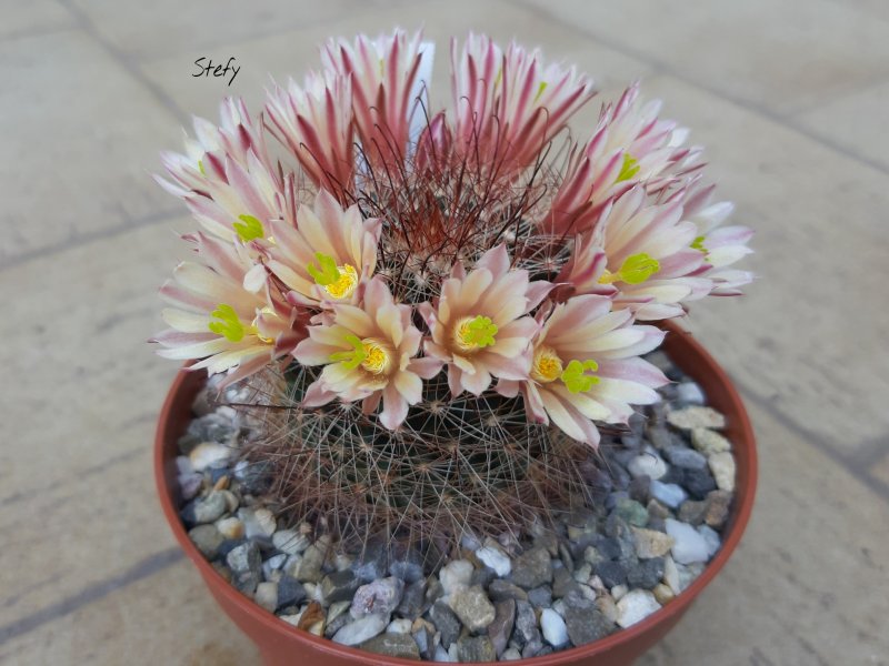 Mammillaria carretii 